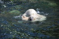 hannover_zoo_2015_245_20150715_1137216670