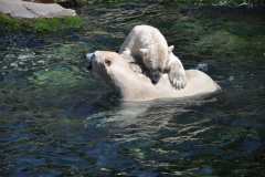 hannover_zoo_2015_247_20150715_1453918227