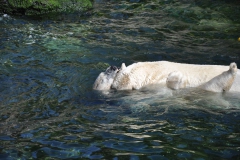 hannover_zoo_2015_248_20150715_1998263431