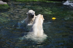 hannover_zoo_2015_249_20150715_1334637848