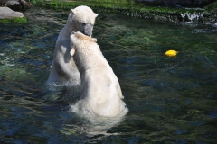 hannover_zoo_2015_250_20150715_1156368401