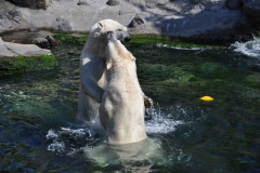 hannover_zoo_2015_251_20150715_1837411251