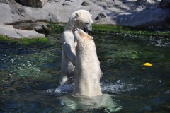 hannover_zoo_2015_252_20150715_1231772390