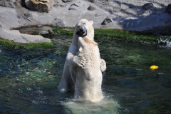 hannover_zoo_2015_254_20150715_2000657205