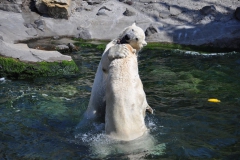 hannover_zoo_2015_255_20150715_1716199149