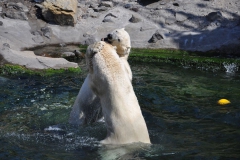 hannover_zoo_2015_256_20150715_1774807703