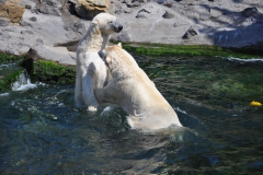 hannover_zoo_2015_257_20150715_1796777305