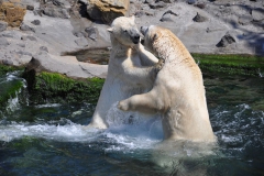 hannover_zoo_2015_258_20150715_1993703603