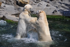 hannover_zoo_2015_259_20150715_1579649283