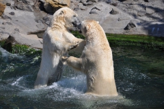 hannover_zoo_2015_260_20150715_1997093611