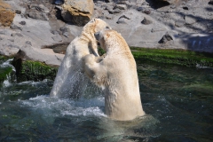 hannover_zoo_2015_261_20150715_1854863272