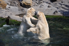 hannover_zoo_2015_262_20150715_1448632240