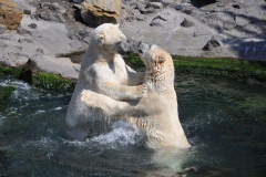 hannover_zoo_2015_263_20150715_1651726387