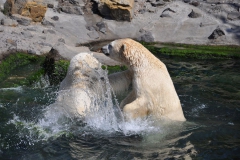 hannover_zoo_2015_264_20150715_1844080989