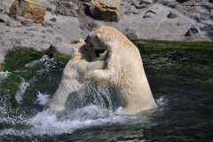 hannover_zoo_2015_265_20150715_1537942349