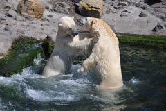 hannover_zoo_2015_266_20150715_1692120242