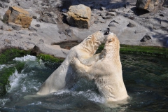 hannover_zoo_2015_267_20150715_1066963927