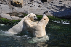 hannover_zoo_2015_268_20150715_2074461975