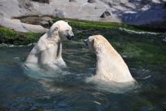 hannover_zoo_2015_269_20150715_1022765460