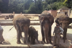 hannover_zoo_2015_26_20150712_1282993438