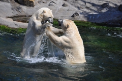 hannover_zoo_2015_270_20150715_1227215096