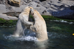 hannover_zoo_2015_271_20150715_1280608490