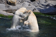 hannover_zoo_2015_272_20150715_2010996447