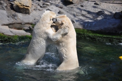 hannover_zoo_2015_273_20150715_2012756277