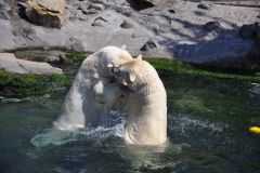 hannover_zoo_2015_274_20150715_1332943519