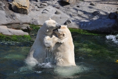 hannover_zoo_2015_275_20150715_1289250928