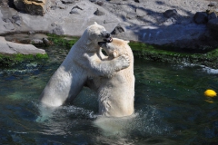 hannover_zoo_2015_276_20150715_1133433291