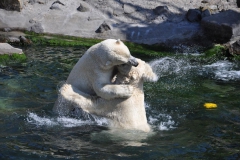 hannover_zoo_2015_277_20150715_1168930901