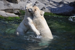 hannover_zoo_2015_278_20150715_1214452830