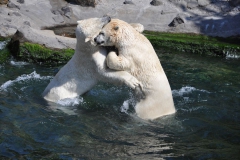 hannover_zoo_2015_279_20150715_1249517597