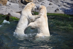 hannover_zoo_2015_280_20150715_1102050546