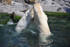 hannover_zoo_2015_281_20150715_1173335173