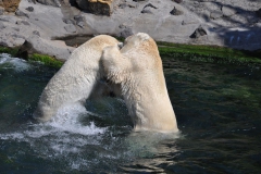 hannover_zoo_2015_282_20150715_2000088486