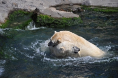 hannover_zoo_2015_283_20150715_1599881456