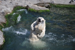 hannover_zoo_2015_284_20150715_1871933194