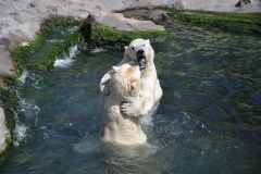 hannover_zoo_2015_285_20150715_1475280982