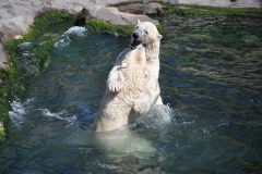 hannover_zoo_2015_286_20150715_1994105696