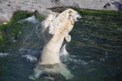 hannover_zoo_2015_287_20150715_1579353481