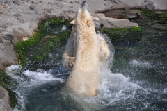 hannover_zoo_2015_288_20150715_1176567895