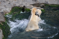 hannover_zoo_2015_289_20150715_1701802973