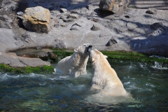 hannover_zoo_2015_290_20150715_1382815201