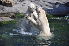 hannover_zoo_2015_292_20150715_1307878172