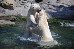 hannover_zoo_2015_293_20150715_1073436857