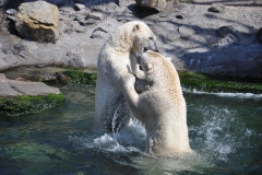 hannover_zoo_2015_294_20150715_1629303471