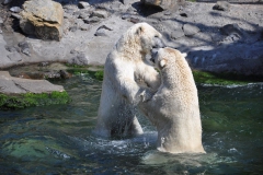 hannover_zoo_2015_295_20150715_1551571874