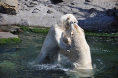 hannover_zoo_2015_296_20150715_1152940588